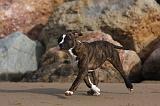 AMSTAFF ADULT 265